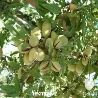 فروش قیمت نهال بادام تونو در گروه خرید و فروش نهال بادام در یکمیوه