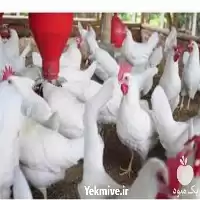 آموزش پرورش مرغ گوشتی همراه با در تهران در گروه دوره آموزش کشاورزی در یکمیوه