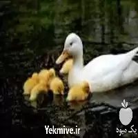 آموزش پرورش اردک در گروه دوره آموزش کشاورزی در یکمیوه