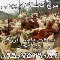 قیمت خرید مرغ بومی گلپایگان در آذربایجان غربی در گروه مرغ و خروس و بوقلمون و اردک قو قاز در یکمیوه