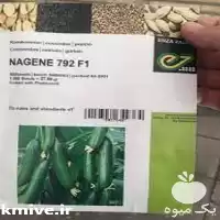 قیمت خرید بذر خیار امپراطور در خوزستان در گروه خرید و فروش بذر خیار در یکمیوه