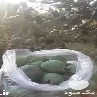 فروش نهال فوجیا برزیلی گلدانی در مازندران در گروه خرید و فروش نهالستان در یکمیوه