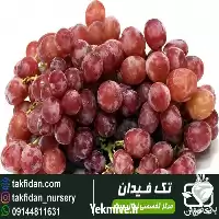 خرید نهال انگور اسکارلت رویال در گروه خرید و فروش نهال انگور در یکمیوه