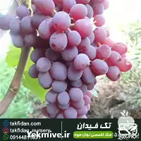 فروش نهال انگور قرمز بیدانه در گروه خرید و فروش نهال انگور در یکمیوه