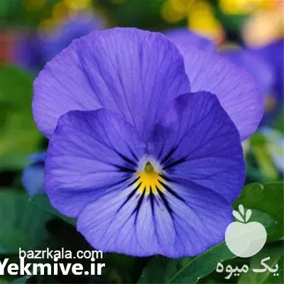 قیمت و فروش بذر گل بنفشه در البرز در گروه خرید و فروش بذر گل در یکمیوه -عکس1