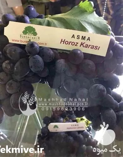 فروش نهال انگور وارداتی هوروز کاراشی در گروه خرید و فروش نهال انگور در یکمیوه -عکس1