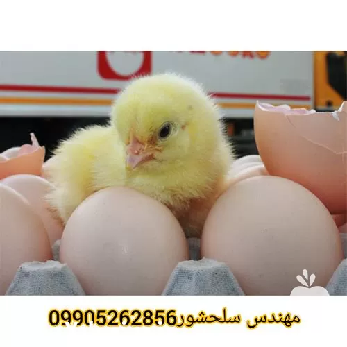 فروش تخم گوشتی در خراسان رضوی در گروه انواع تخم ها در یکمیوه -عکس1