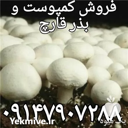 قارچ کمپوست آماده قارچ فروش کمپوست در گروه خرید و فروش رطوبت ساز در یکمیوه -عکس1