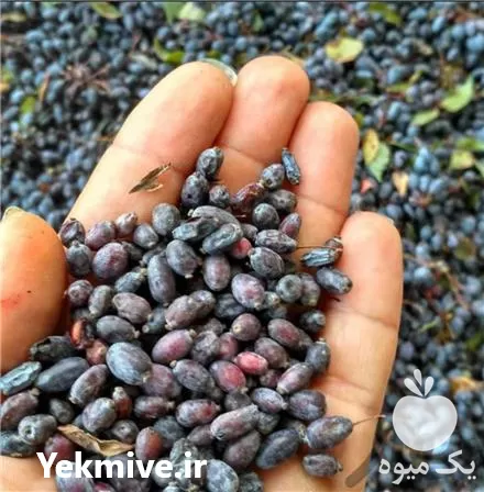 فروش زرشک آبگیری در تهران در گروه خرید و فروش زرشک در یکمیوه -عکس1