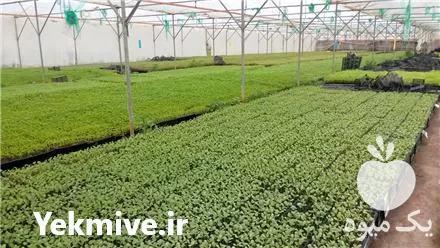 فروش انواع نشاء صیفی جات در گروه خرید و فروش نشا در یکمیوه -عکس1