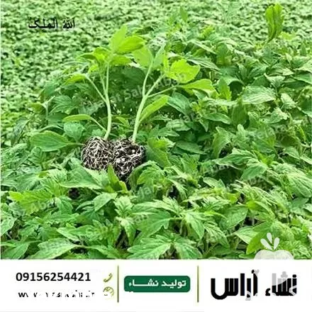 قیمت خرید نشاء کاهو در گروه خرید و فروش نشا در یکمیوه -عکس1