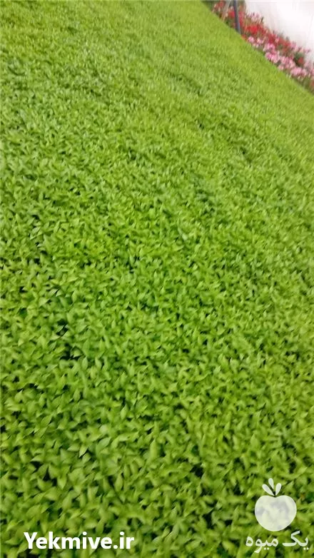 فروش عرضه نشا فلفل و بادمجان در فریمان در گروه خرید و فروش نشا در یکمیوه -عکس1