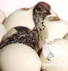 فروش دستگاه جوجه کشی در تهران در گروه تجهیزات مرغداری در یکمیوه -عکس1