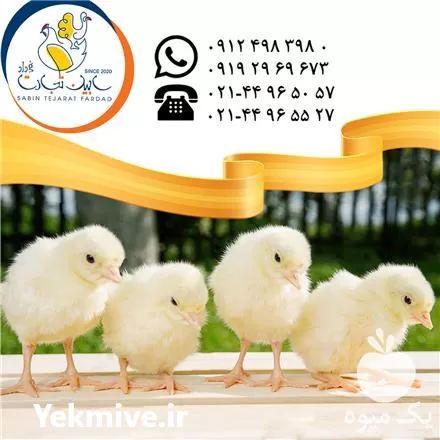 فروش جوجه بوقلمون بیوتی در گروه مرغ و خروس و بوقلمون و اردک قو قاز در یکمیوه -عکس1