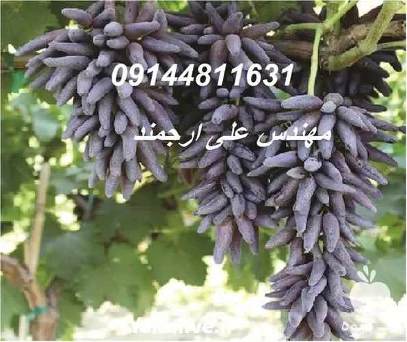 قیمت خرید نهال انگور شمشیری در گروه خرید و فروش نهال انگور در یکمیوه -عکس1