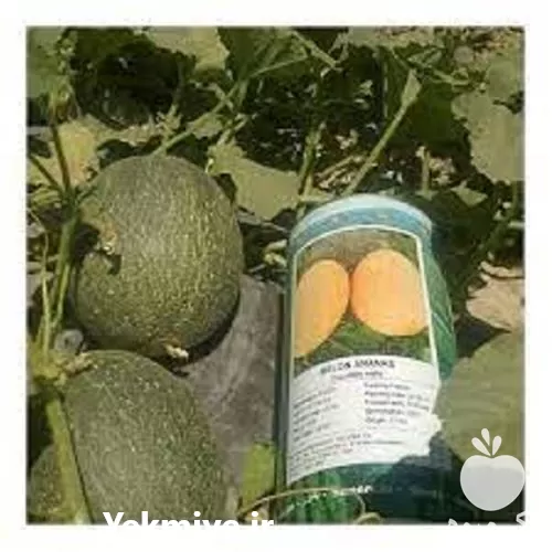 پخش بذر پر فروش خربزه جانا در خوزستان در گروه خرید و فروش بذر خربزه در یکمیوه -عکس1