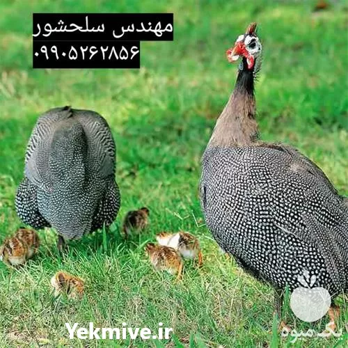 فروش جوجه شاخدار در قزوین در گروه مرغ و خروس و بوقلمون و اردک قو قاز در یکمیوه -عکس1