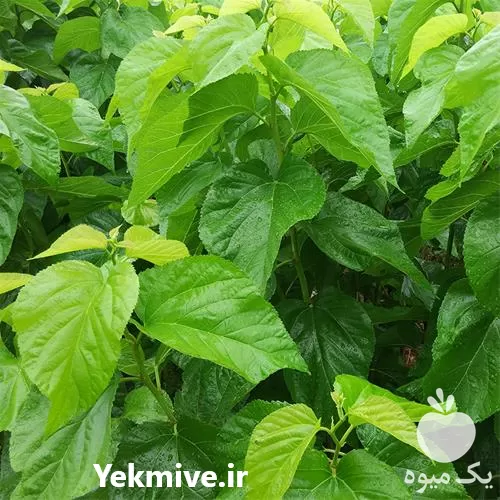 فروش نهال شاه توت و توت در البرز در گروه خرید و فروش نهال توت در یکمیوه -عکس1