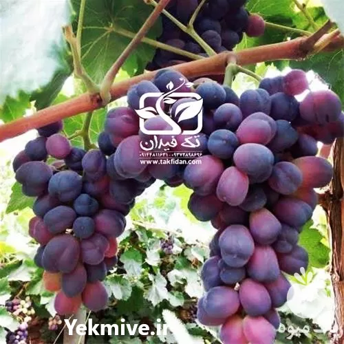 خرید قیمت نهال انگور شاهانی مکی در گروه خرید و فروش نهال انگور در یکمیوه -عکس1