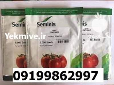 بذر گوجه فرنگی باسیمو اصل در اهواز در گروه خرید و فروش گوجه فرنگی در یکمیوه -عکس1