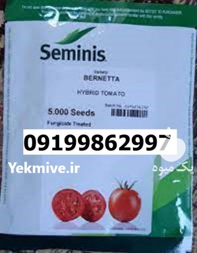 بذر گوجه فرنگی برنتا اصل در گروه خرید و فروش بذر گوجه در یکمیوه -عکس1