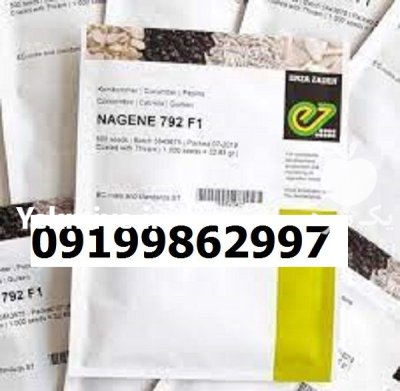 بذر خیار ناگین اصل در شیراز در گروه خرید و فروش بذر خیار در یکمیوه -عکس1