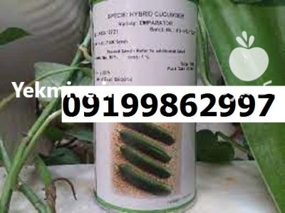 بذر خیار رویال در گروه خرید و فروش بذر خیار در یکمیوه -عکس1