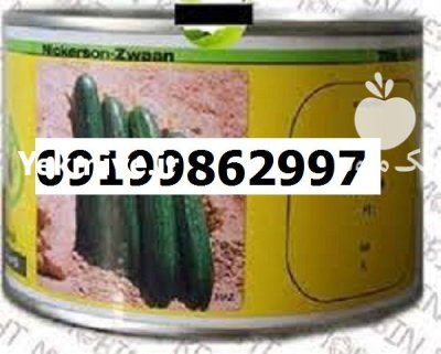 بذر خیار سوپرینا اصل در گروه خرید و فروش بذر خیار در یکمیوه -عکس1