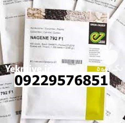 بذر خیار ناگین اصل در گروه خرید و فروش بذر خیار در یکمیوه -عکس1