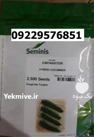 بذر خیار امپراطور اصل در اهواز در گروه خرید و فروش بذر خیار در یکمیوه -عکس1