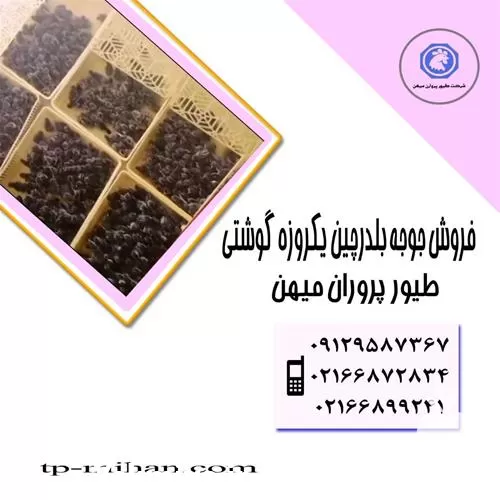 خرید جوجه بلدرچین سفید اصلاح نژاد در گروه مرغ و خروس و بوقلمون و اردک قو قاز در یکمیوه -عکس1