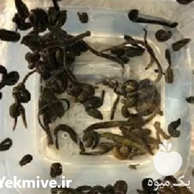 آموزش پرورش زالو با اعطای مدرک در گروه دوره آموزش کشاورزی در یکمیوه -عکس1