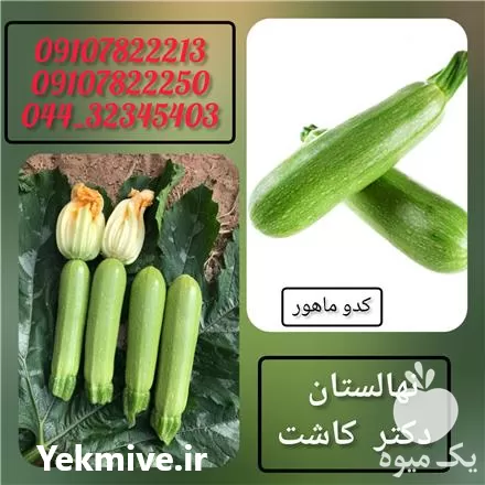 فروش بذر کدو ماهور در کرج در گروه خرید و فروش بذر کدو در یکمیوه -عکس1