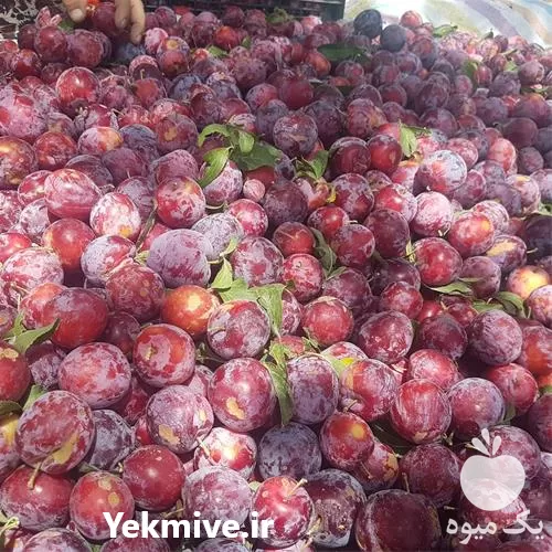 قیمت خرید نهال آلو مراغه در آذربایجان غربی در گروه خرید و فروش نهال در یکمیوه -عکس1