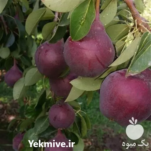 فروش نهال گلابی رد آنجو ایتالیایی در سیستان و بلوچستان در گروه خرید و فروش نهال گلابی در یکمیوه -عکس1