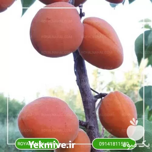 خرید نهال زردآلو پرتقالی در آذربایجان غربی در گروه خرید و فروش نهال در یکمیوه -عکس1