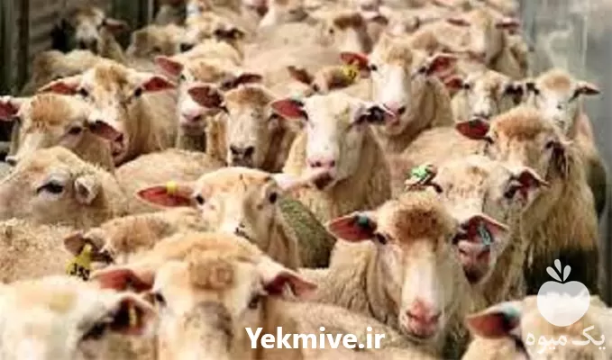 جیره نویسی گوسفند در تهران در گروه دوره آموزش کشاورزی در یکمیوه -عکس1