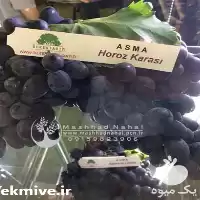 فروش نهال انگور وارداتی هوروز کاراشی در گروه خرید و فروش نهال انگور در یکمیوه