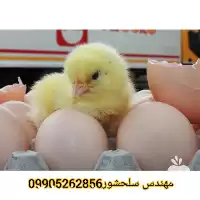 فروش تخم گوشتی در خراسان رضوی در گروه انواع تخم ها در یکمیوه