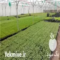فروش انواع نشاء صیفی جات در گروه خرید و فروش نشا در یکمیوه