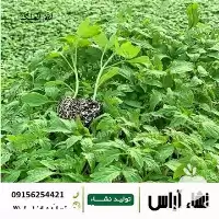 قیمت خرید نشاء کاهو در گروه خرید و فروش نشا در یکمیوه