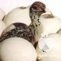 فروش دستگاه جوجه کشی در تهران در گروه تجهیزات مرغداری در یکمیوه