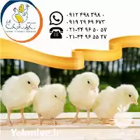 فروش جوجه بوقلمون بیوتی در گروه مرغ و خروس و بوقلمون و اردک قو قاز در یکمیوه