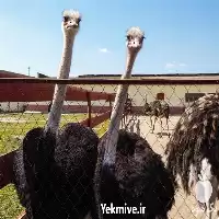 آموزش پرورش شتر مرغ در تهران در گروه دوره آموزش کشاورزی در یکمیوه