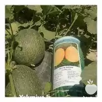 پخش بذر پر فروش خربزه جانا در خوزستان در گروه خرید و فروش بذر خربزه در یکمیوه