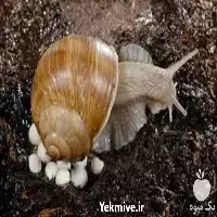 دوره آموزش پرورش حلزون آچاتینا در تهران در گروه دوره آموزش کشاورزی در یکمیوه