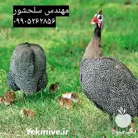 فروش جوجه شاخدار در قزوین در گروه مرغ و خروس و بوقلمون و اردک قو قاز در یکمیوه