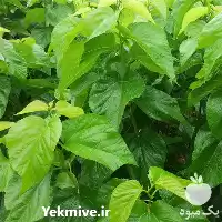 فروش نهال شاه توت و توت در البرز در گروه خرید و فروش نهال توت در یکمیوه