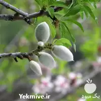 نهال بادام دیرگل پربار و پرفروش در اصفهان در گروه خرید و فروش نهال بادام در یکمیوه