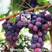 خرید قیمت نهال انگور شاهانی مکی در گروه خرید و فروش نهال انگور در یکمیوه